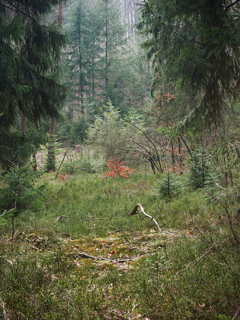 Nadelwald