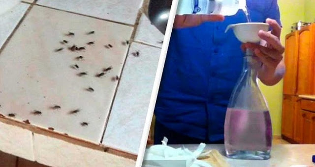 SU COCINA OLERÁ INCREÍBLE Y MANTENER LAS MOSCAS LEJOS, NO TIENES NI IDEA DE LO FÁCIL ESTE TRUCO CAMBIARÁ SU VIDA SU COCINA OLERÁ INCREÍBLE Y MANTENER LAS MOSCAS LEJOS, NO TIENES NI IDEA DE LO FÁCIL ESTE TRUCO CAMBIARÁ SU VIDA