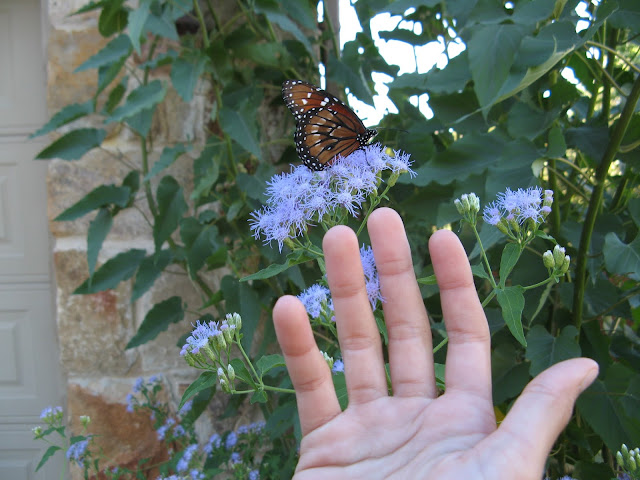 Danaus eresimus Soldier Butterfly