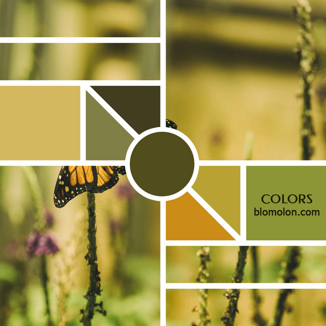 variedad en color moodboard 12 variedad_en_color_moodboards_12