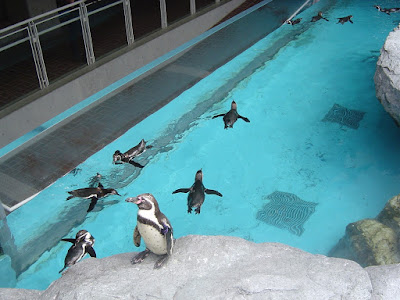 長崎ペンギン水族館07