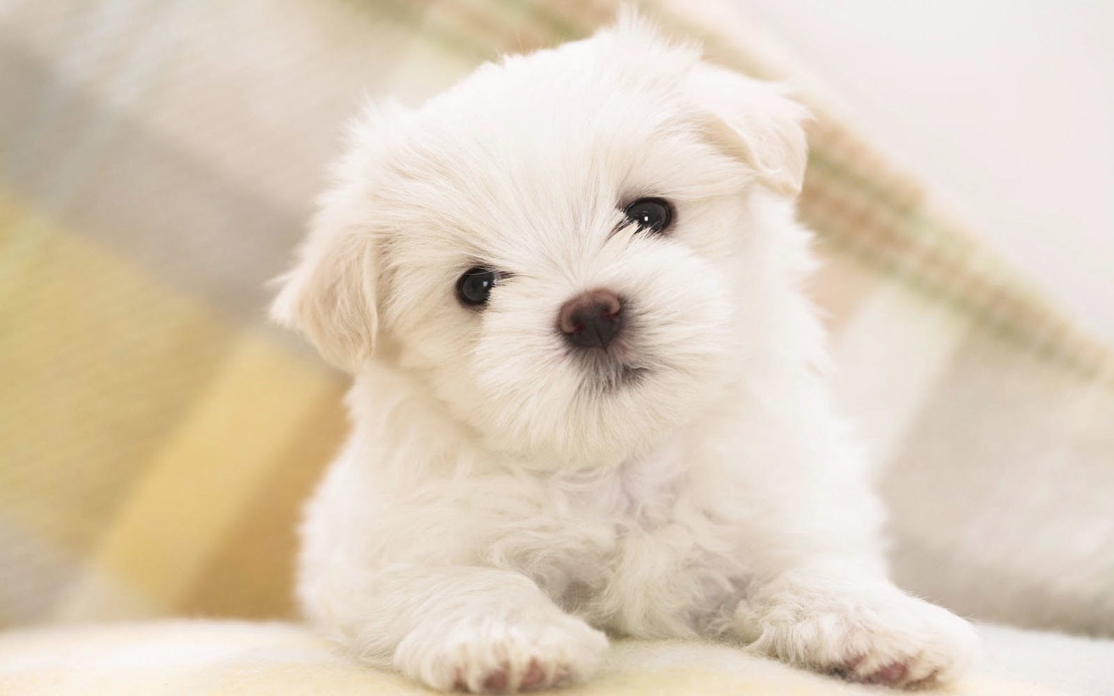 White Fluffy Puppy - Mystery Wallpaper