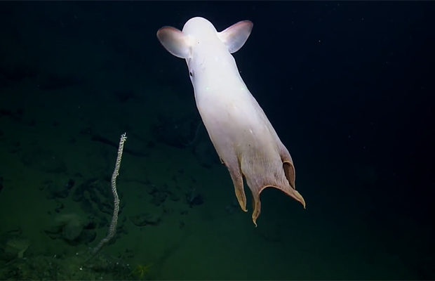 Unusual octopus with ears managed to be photographed by the crew of the Nautilus vessel, after which the video was published on the YouTube channel of researchers.