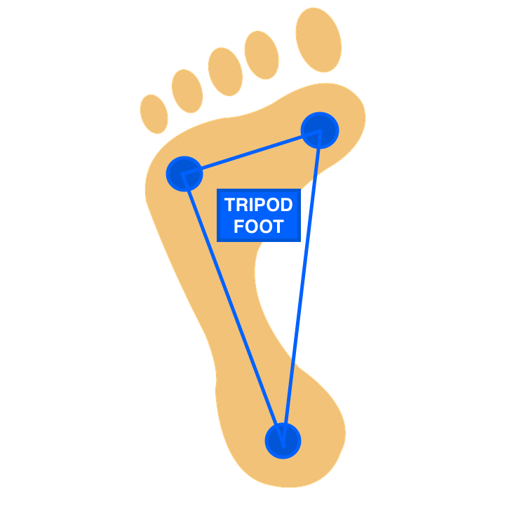 TDTrain The Foot Passive or Active
