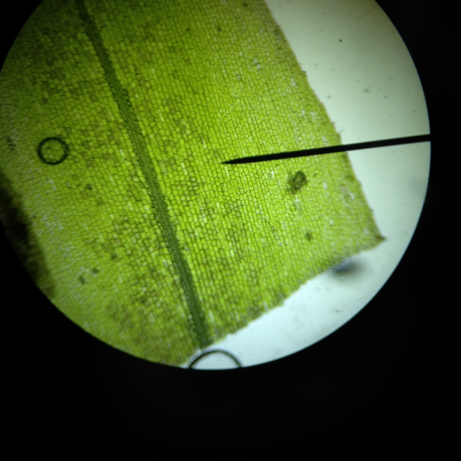 The Cinnamon Note Under The Microscope