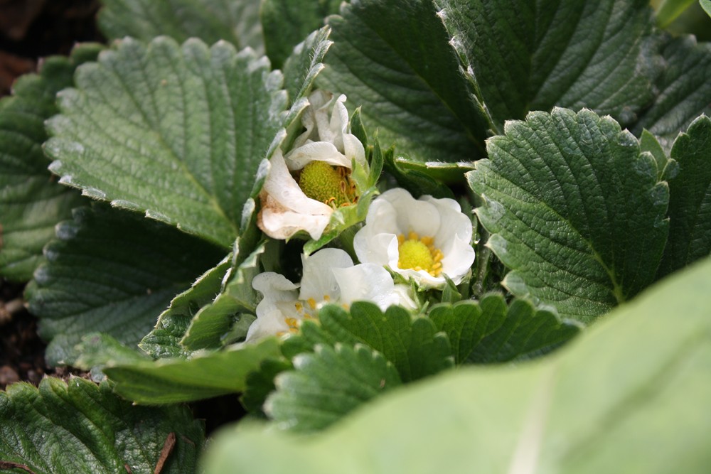 The Edible Garden Harvest Monday