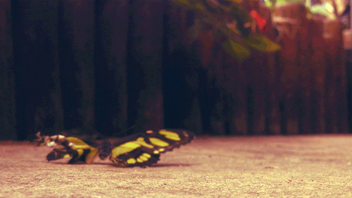 34.gif