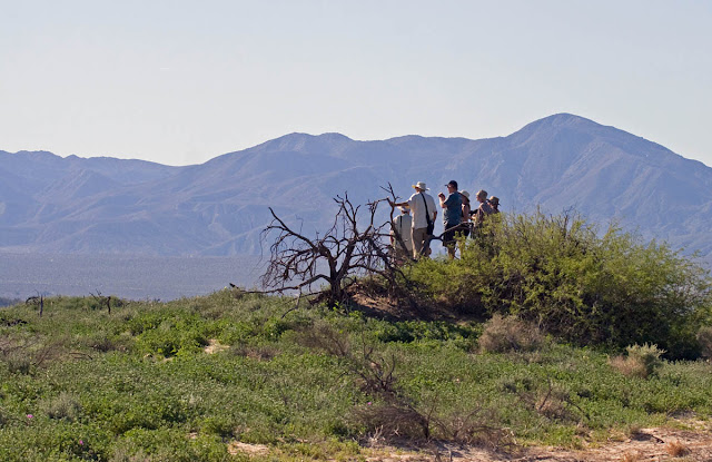 Borrego Valley Hawkwatch Borrego Valley Hawkwatch
