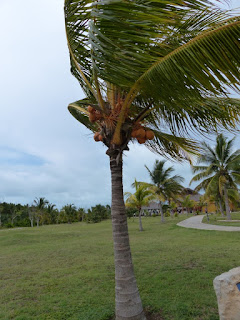 Cocotier - Cocos nucifera - Noix de Coco Cocotier - Cocos nucifera - Noix de Coco