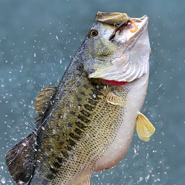 Black Bass Historia Sobre su Pesca