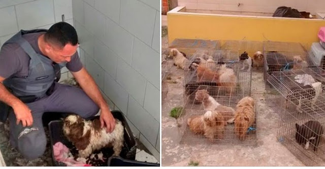POLÍCIA AMBIENTAL DESCOBRE CANIL CLANDESTINO COM VÁRIOS FILHOTES DE SHIH TZU ABANDONADOS