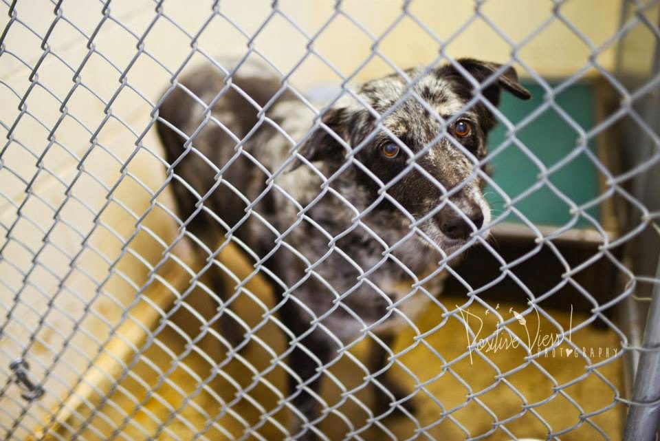 BelinfanteIndianmotorcycles Roswell New Mexico Animal Control Murder