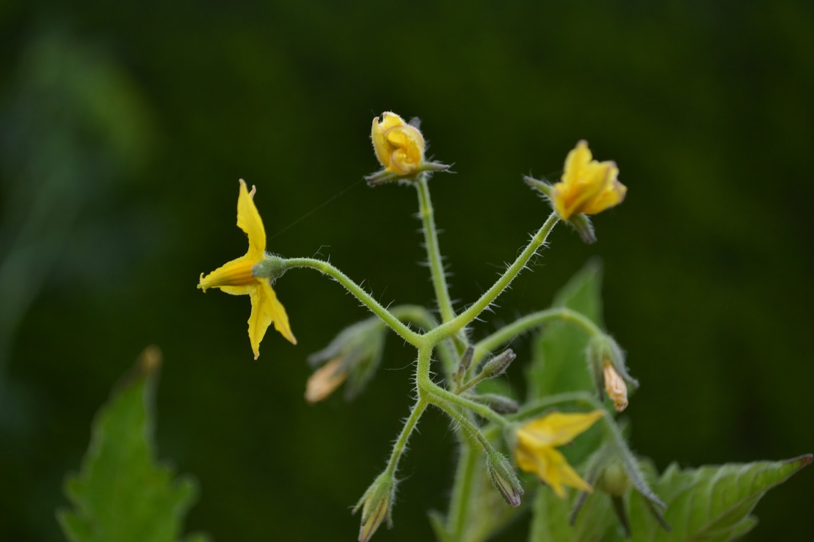 Sandy R. Romero Lots Of Flowers But No Tomatoes Tomato Plants Not