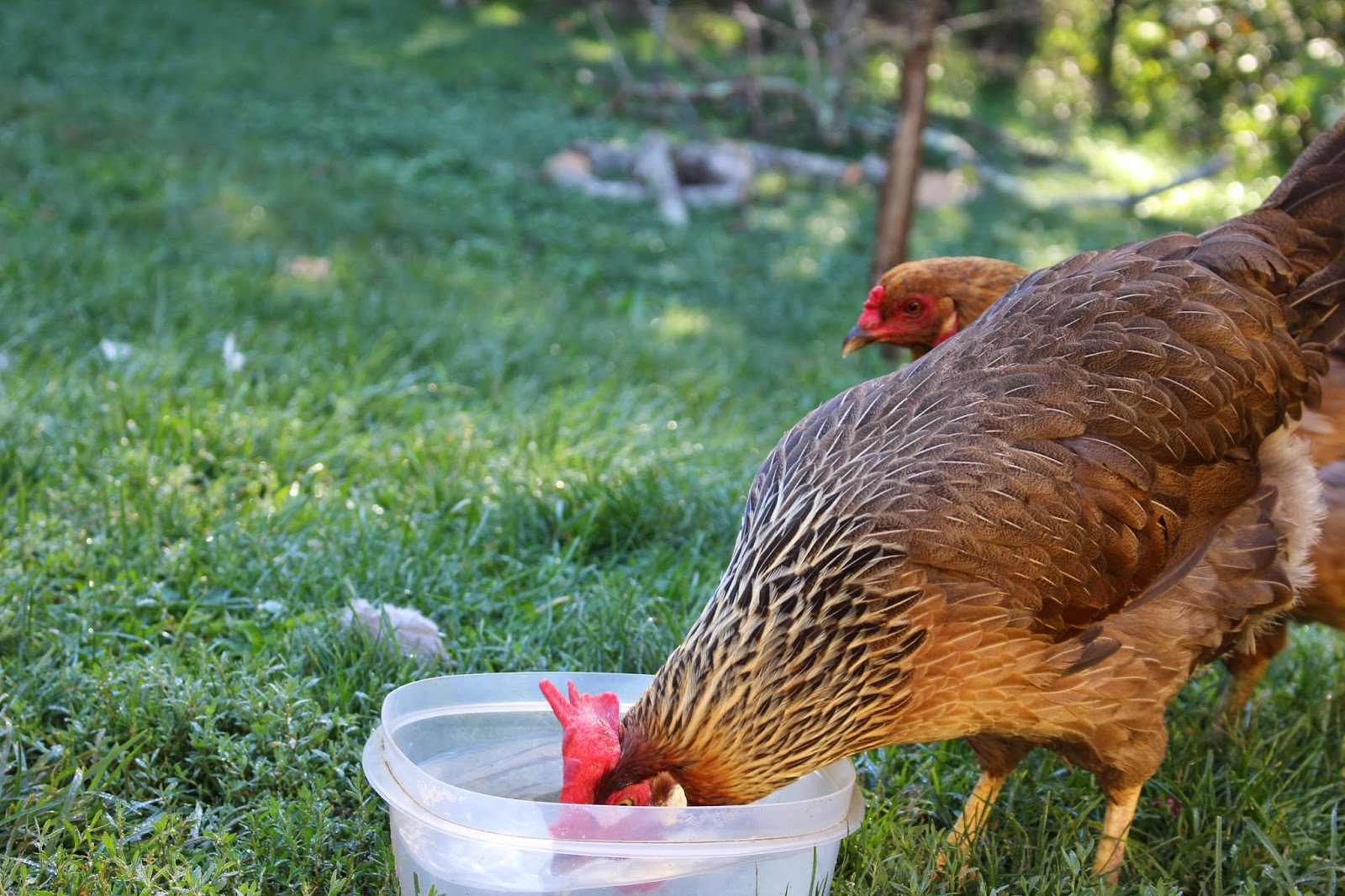 Pams Backyard Chickens How Do Chickens Drink