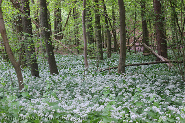 Hallerbos Hyacinten Mystical Blue Forest of Belgium