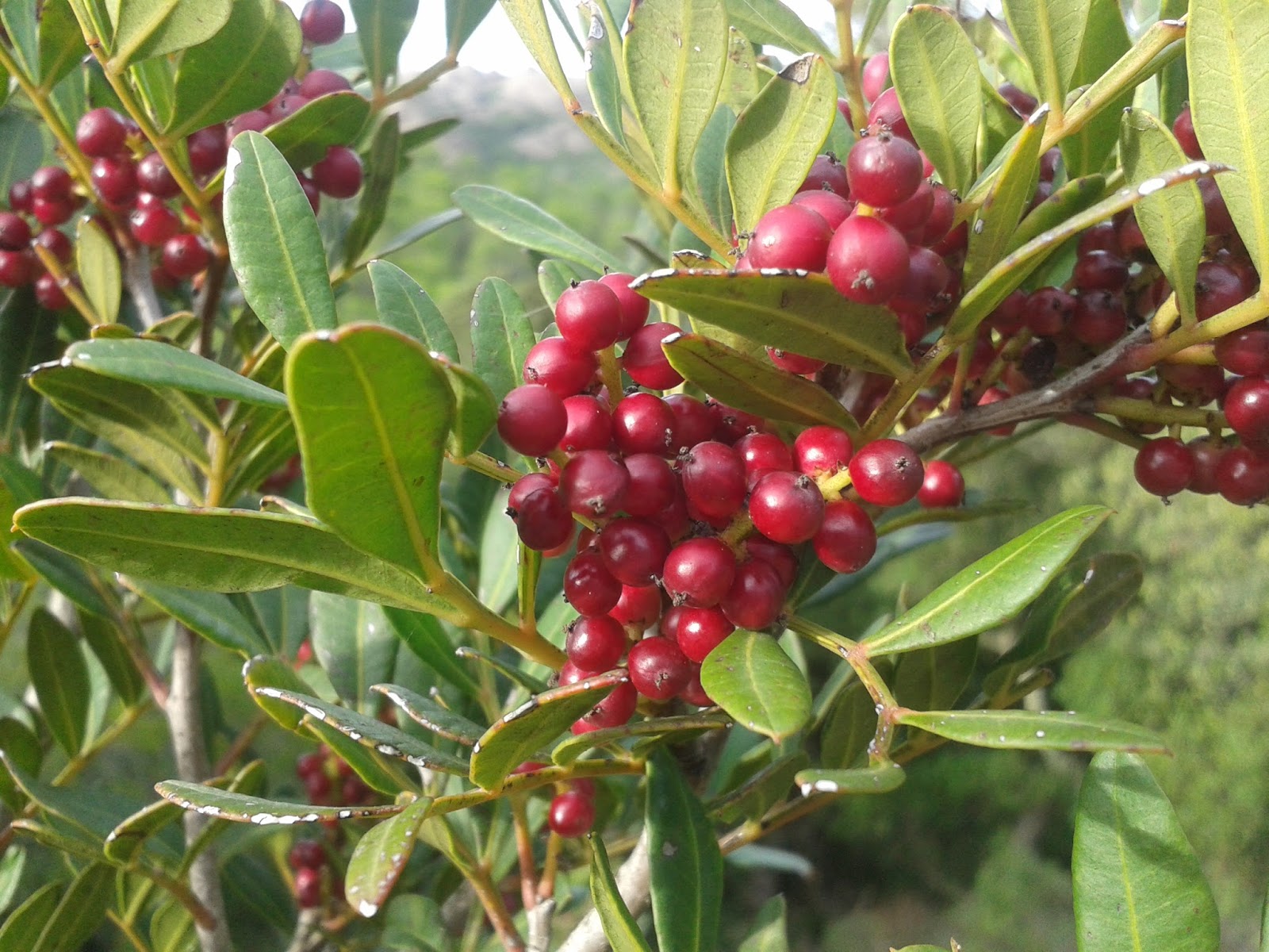Le Bacche rosse dell'autunno Le Bacche rosse dell'autunno