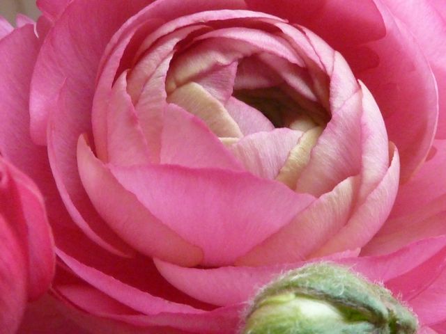 iris loves pink peonies rosa pink ranunkel weiß grün rosa pink