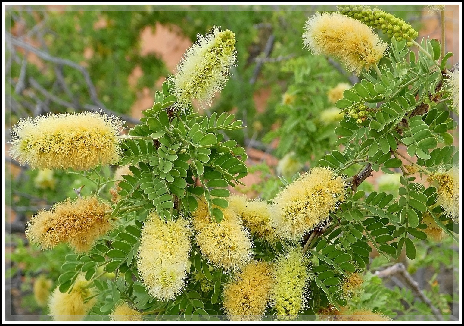 Ken's Photo Gallery Catclaw Acacia (Acacia greggii)