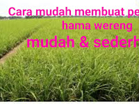 Cara mudah membuat perangkap hama wereng yang sederhana dan ampuh Cara mudah membuat perangkap hama wereng yang sederhana dan ampuh