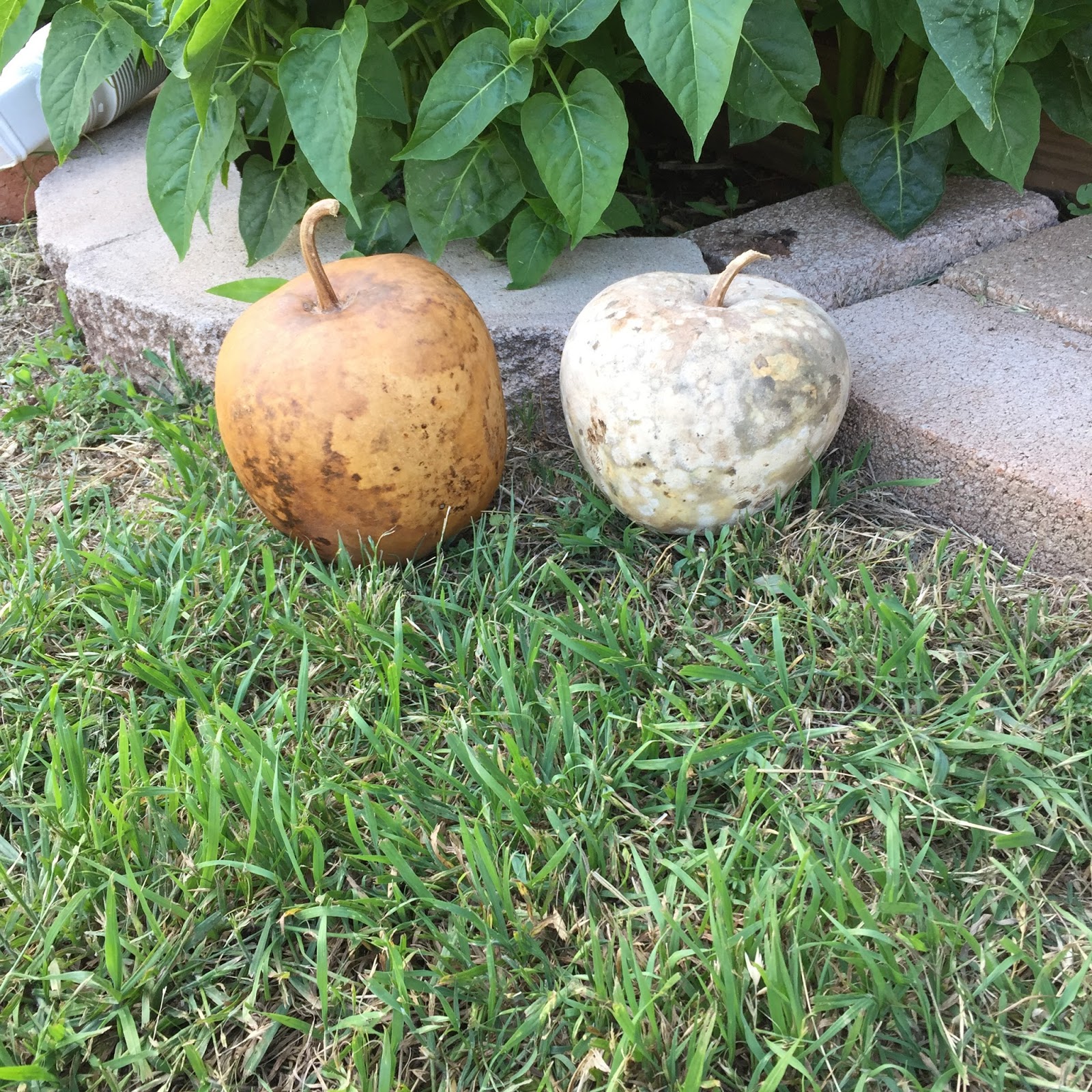 Windy Acres Diary Apple Gourds