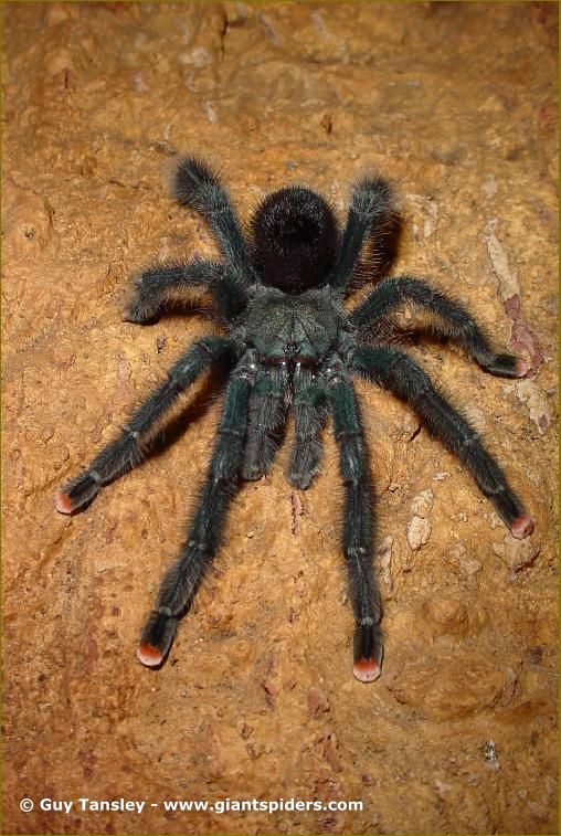 TARANTULAS Alive And Up Close New World Tarantulas