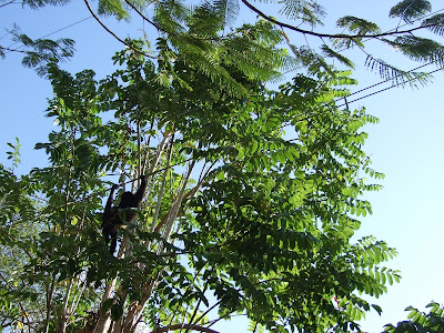 monkeys in Nicaragua howler monkey