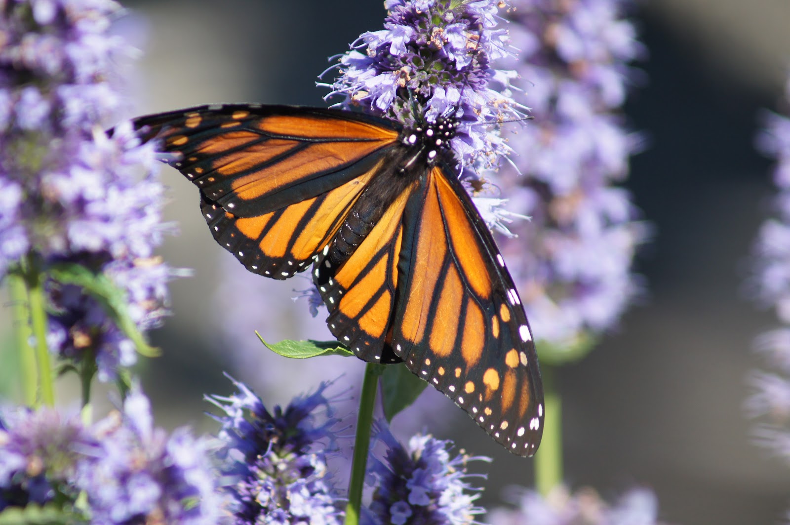 Things with Wings Massachusetts Butterflies