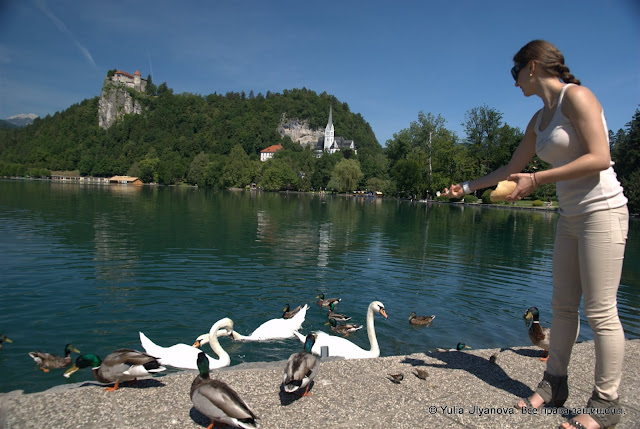 Кормлю птиц в Бледе, Словения