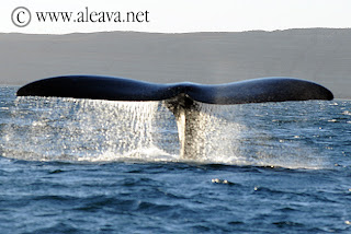 Otro atardecer de Avistaje de Ballenas en Patagonia Argentina