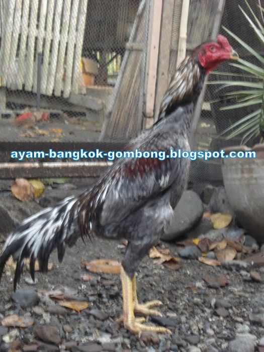 Cara Menghilangkan Penyakit Bubul Pada Kaki Ayam Ayam Cara Menghilangkan Penyakit Bubul Pada Kaki Ayam Ayam