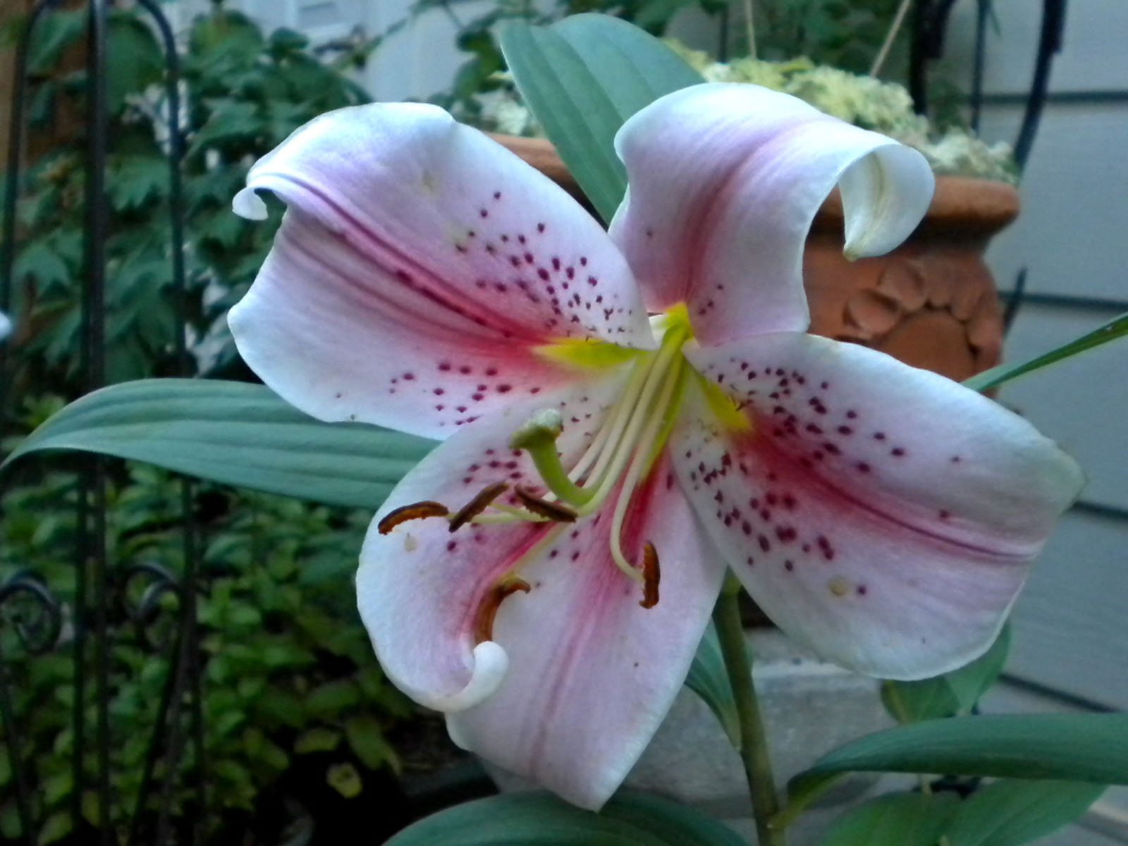 Flower Homes Asiatic Lily Flowers