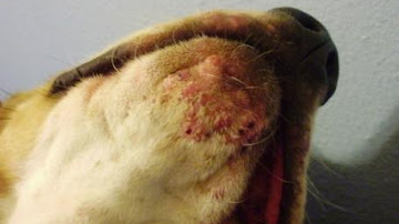 Cómo cuidar la piel del perro - Evitar el acné, espinillas en perros