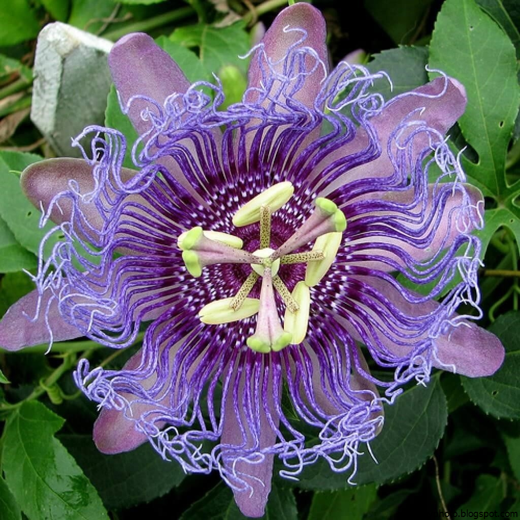 Удивительные красивые растения. Пассифлора цветок. Пассифлора колумбийская. Орхидея пассифлора.