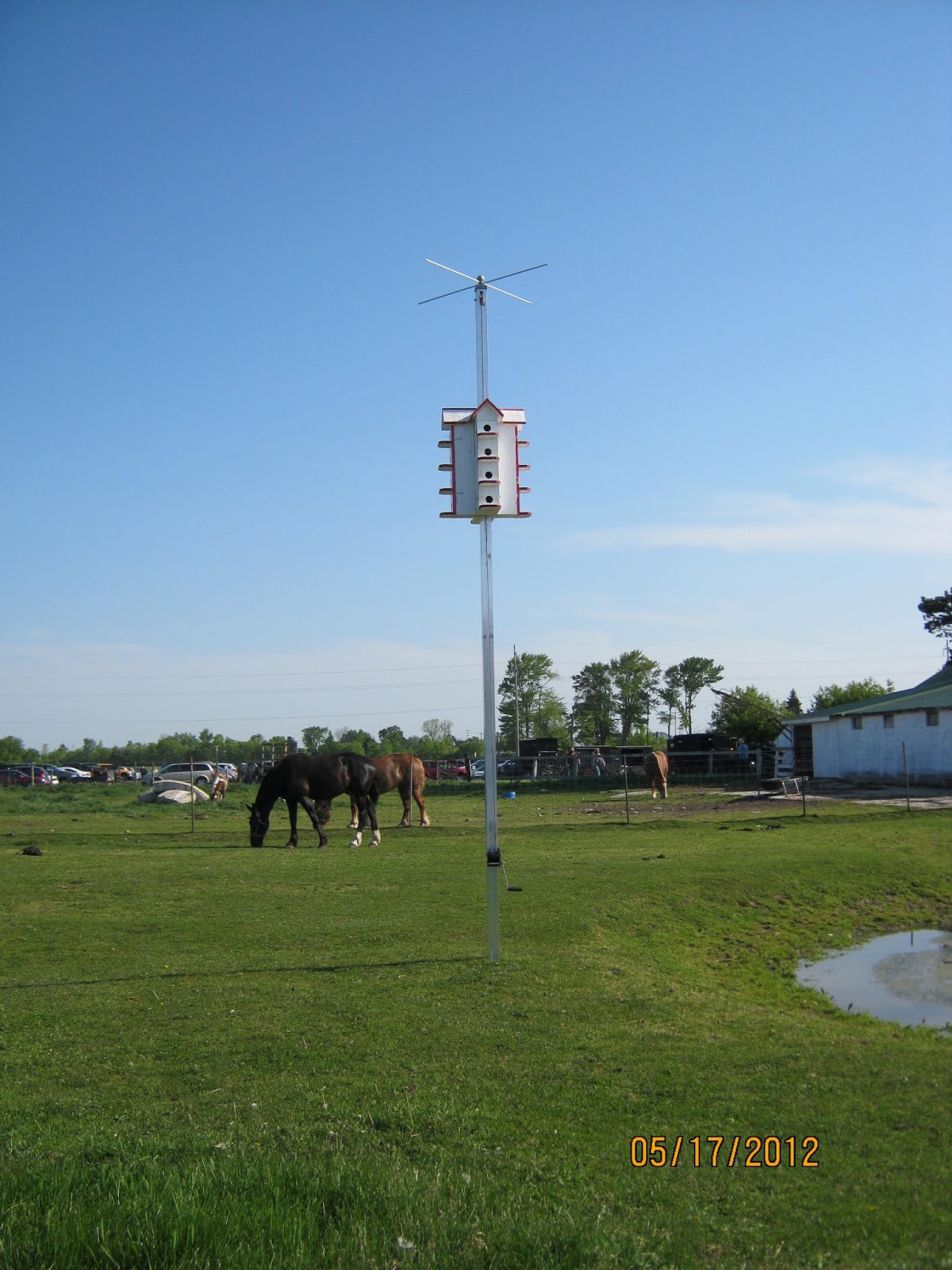 New York State of Mind AMISH AUCTION IN CLARE, MICHIGAN