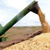 Safra agrícola: Conab eleva projeção de grãos para 226 milhões de toneladas