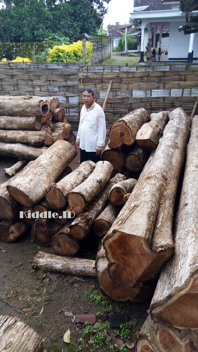 Kayu Jati Gelondongan Jawa Timur Kayu Jati Gelondongan Jawa Timur