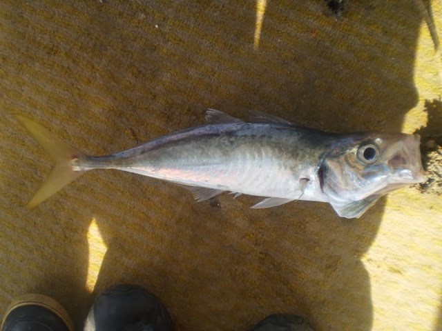 marinespe Trachurus mediterraneus / ΑΣΠΡΟΣΑΥΡΙΔΟ