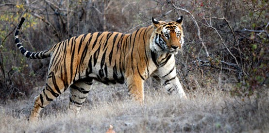http://www.navinraheja.com/wildlife-enthusiast.asp?links=lk3
