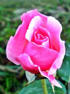 Pink Blooming Rose Bud