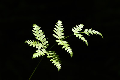 Shot in Aperture Priority mode second shot Under exposed Aperture 5.6 , Shutter Speed 400