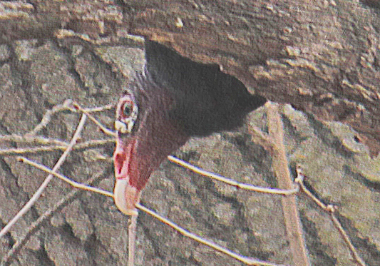 Garnie McEwen Photography: Turkey Vulture