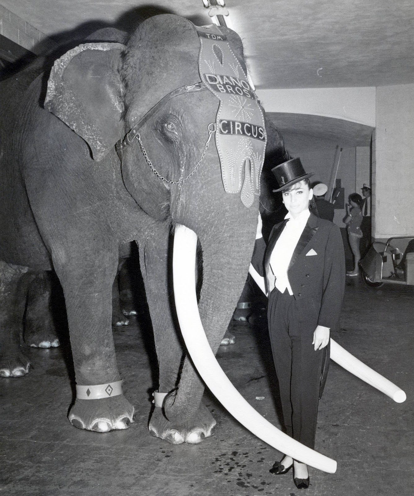 Buckles Blog 12 Elephant Acts