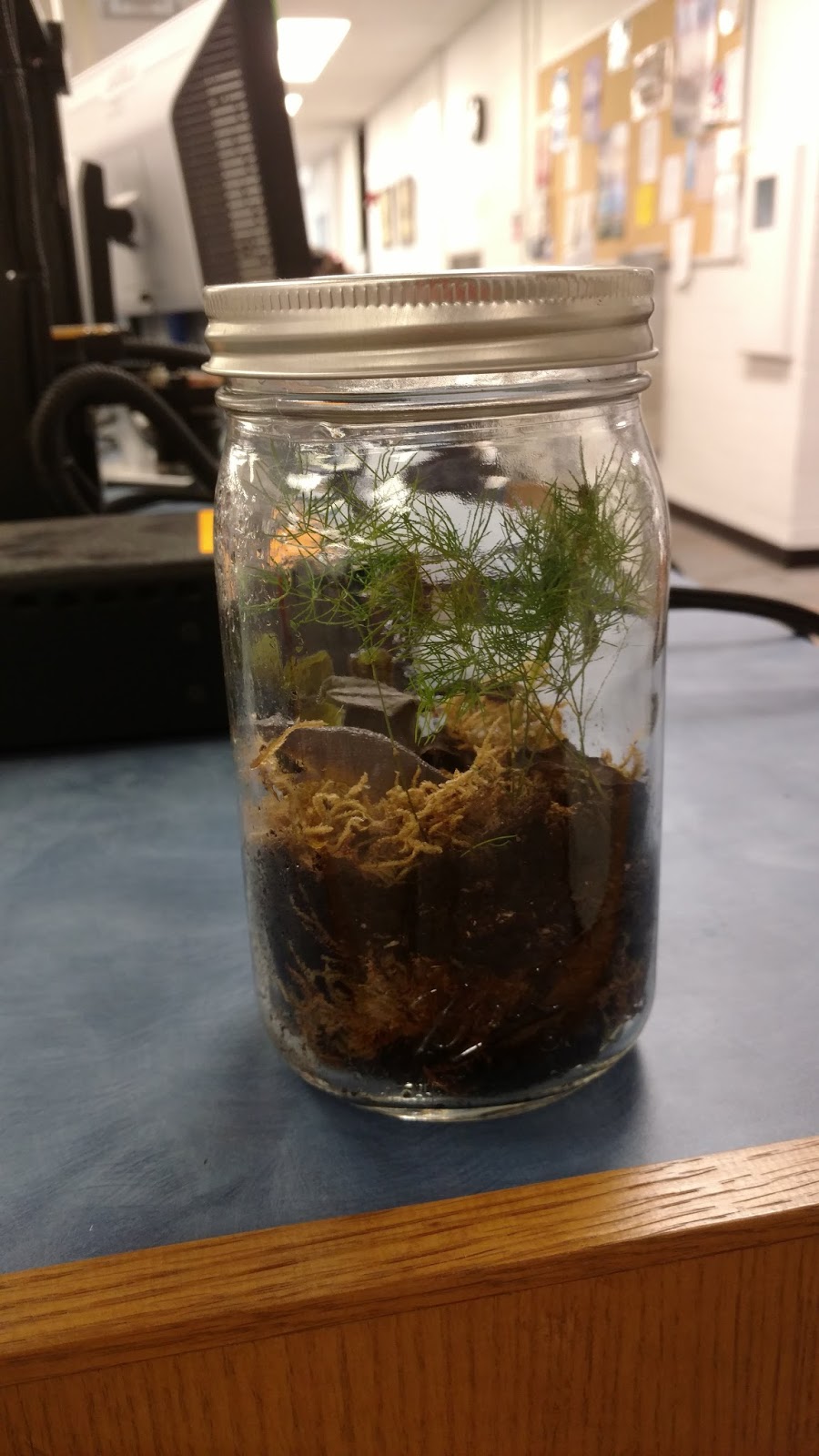Gardner-Harvey Library News: Create your own terrarium at the TEC Lab!
