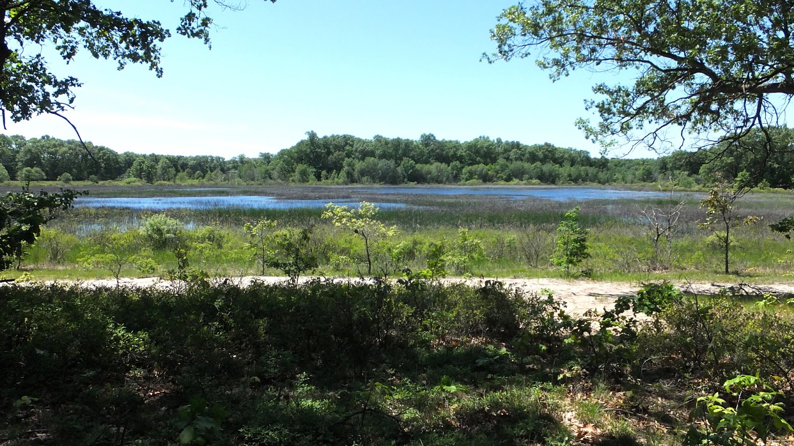 Plants Amaze Me Five Lakes Nature Sanctuary Muskegon, Michigan
