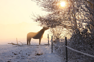 4 Basic Things Your Horse Needs From You Black horse standing in a snowy field eating leaves from a tree