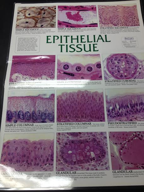 Anatomy/physio Blog: Tissue Lab