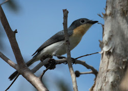 Richard Waring s Birds of Australia: Flycatchers from the Top End photos
