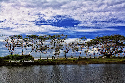 Deretan pohon Ketapang (Terminalia catapa) di tepi pantai Deretan pohon Ketapang (Terminalia catapa) di tepi pantai