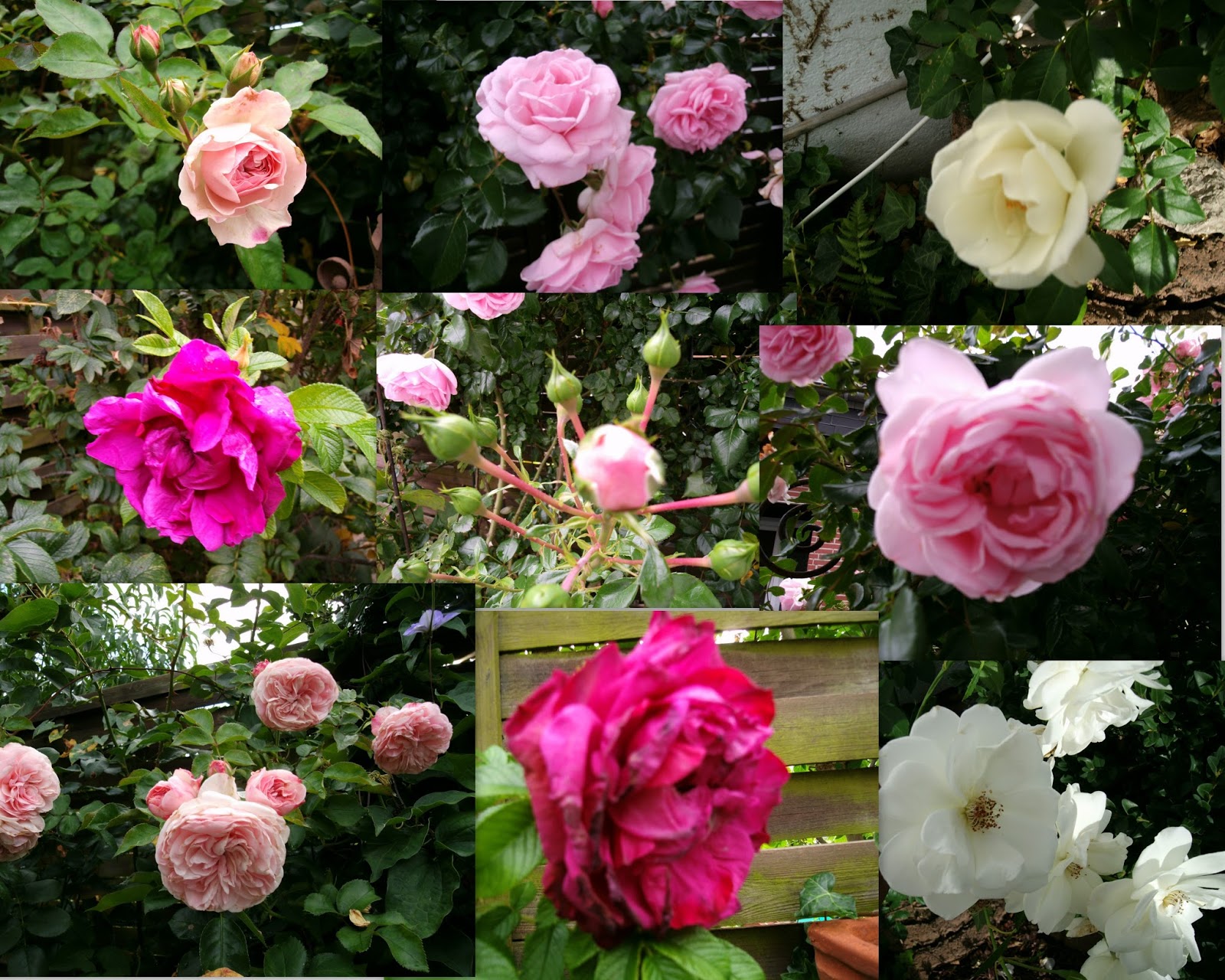 Download Sonntagsgruesse sprueche schoenen sonntag For iPhone Free