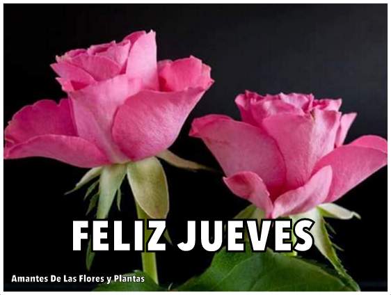 Flores y Plantas : ¡Feliz Jueves!